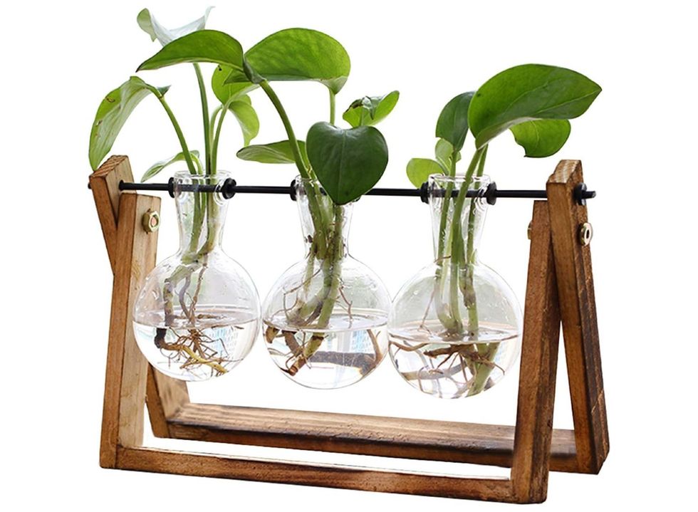 Plant terrarium with wooden stand