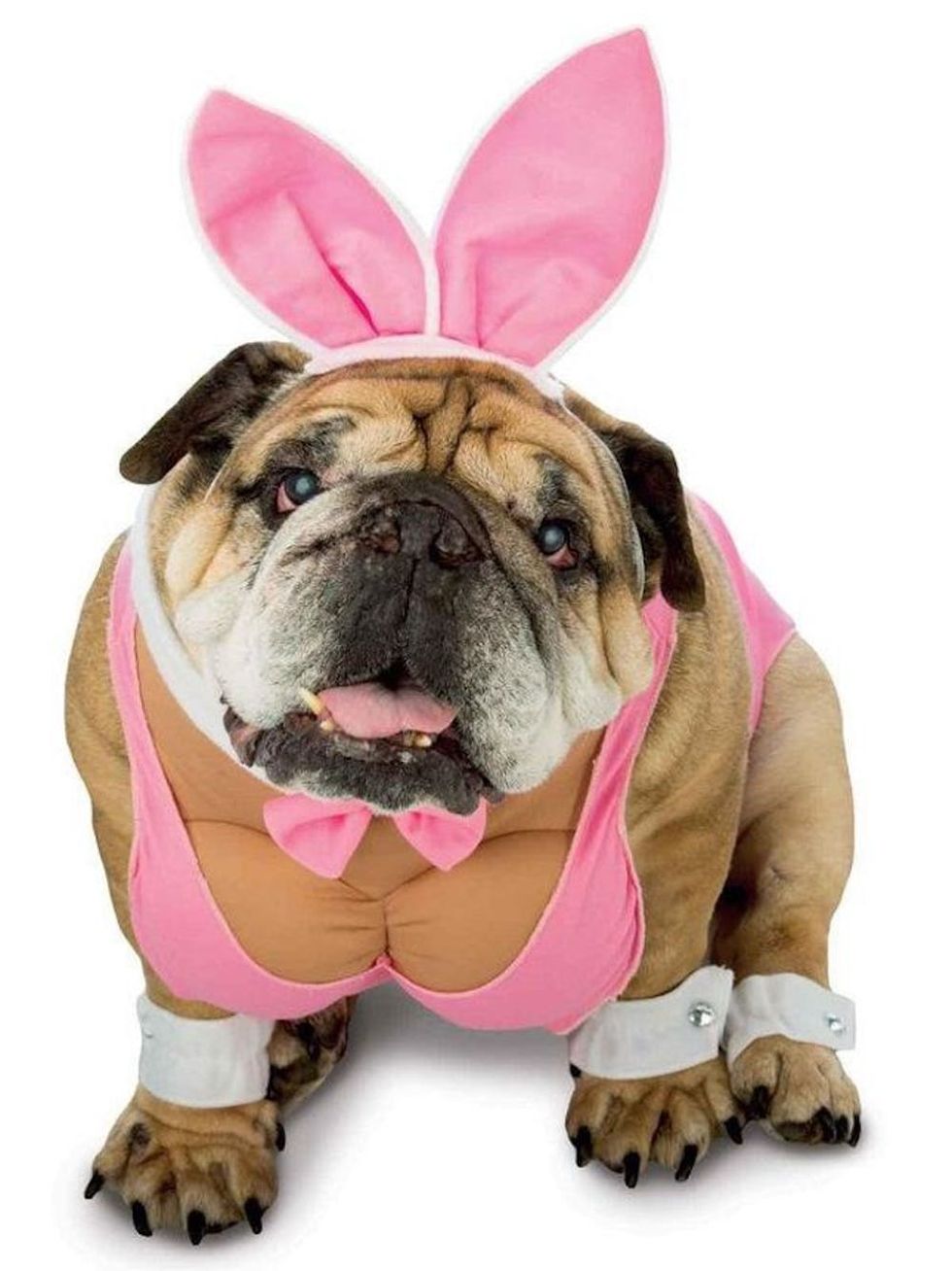 81 Dog Halloween Costume Ideas for Your Pooch - Brit + Co - Brit + Co