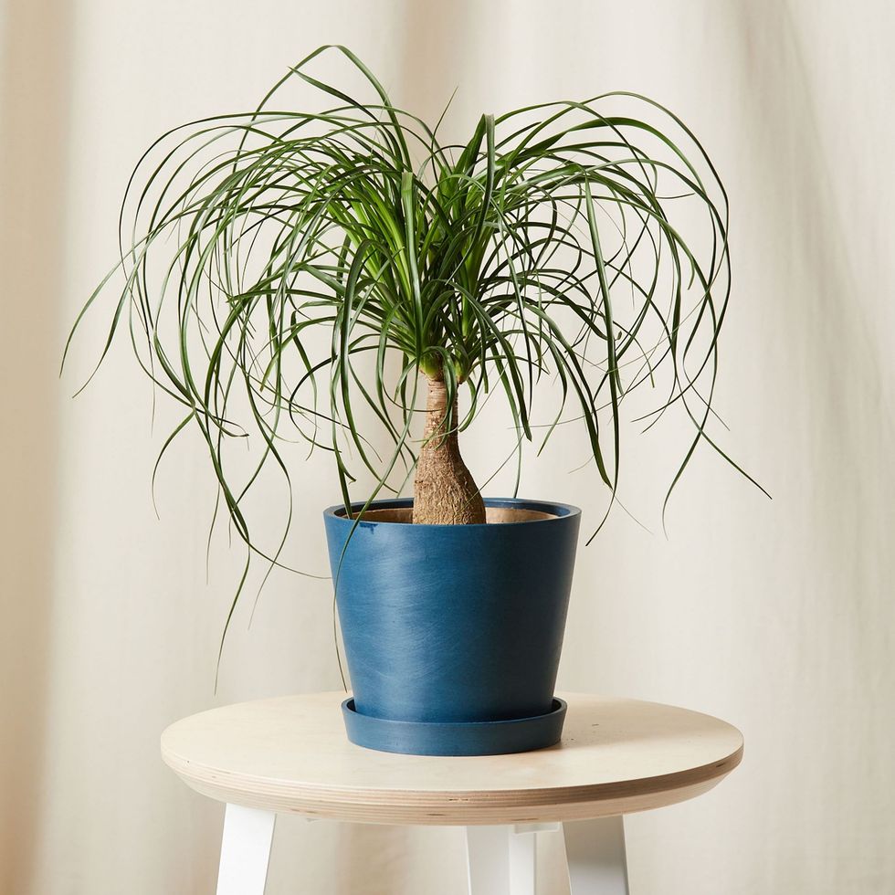 ponytail palm plant