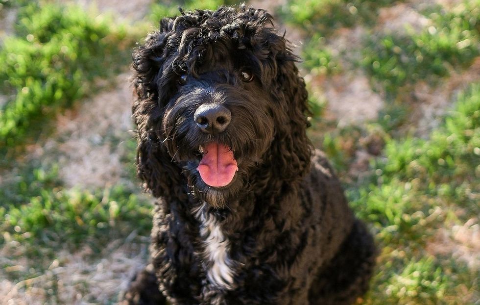 Portuguese Water Dog