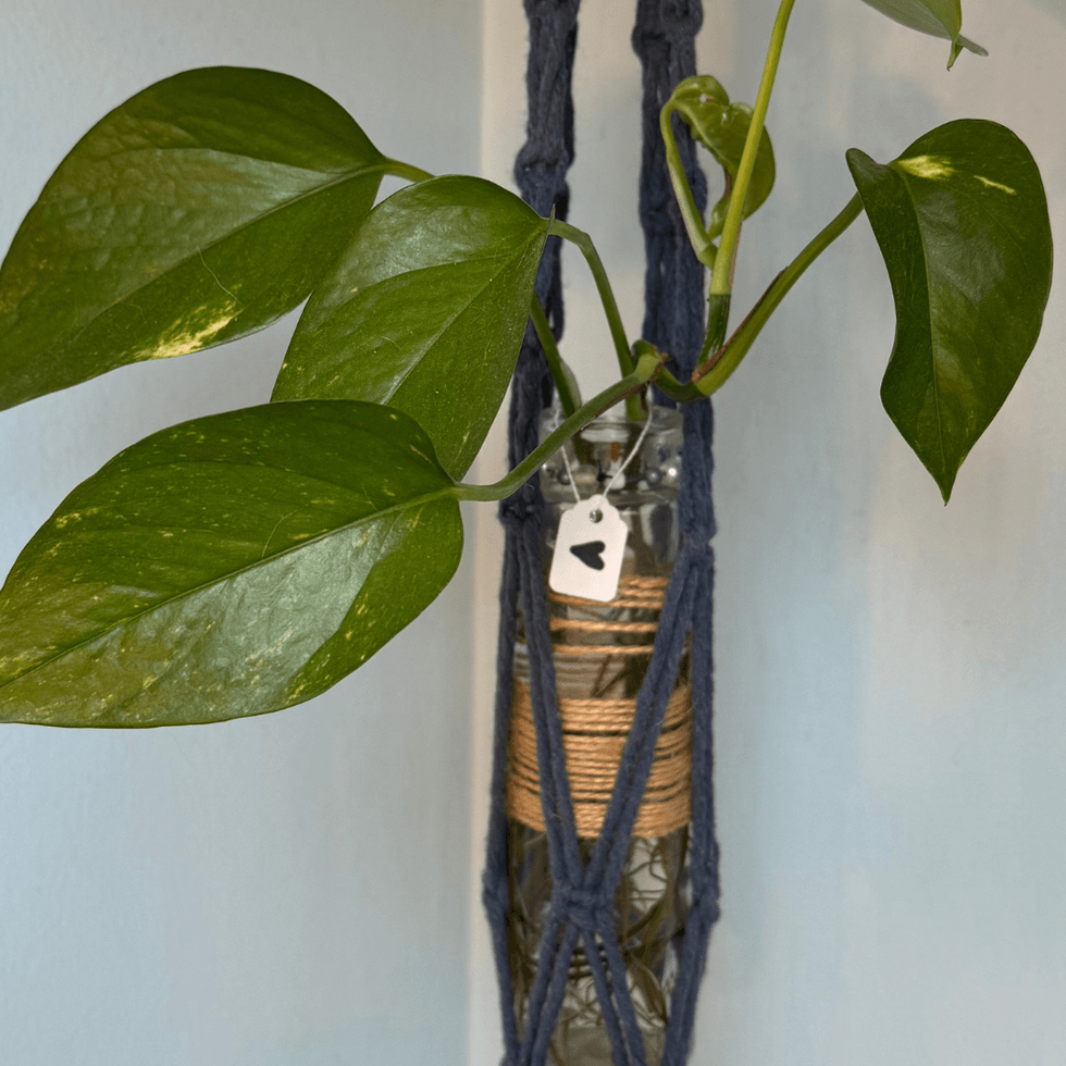 Pothos Hanging Plant