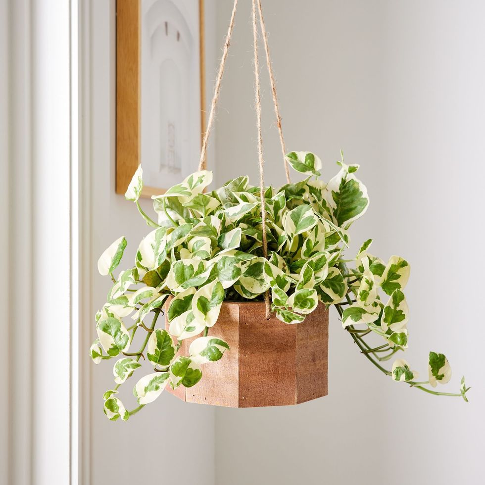 pothos plant