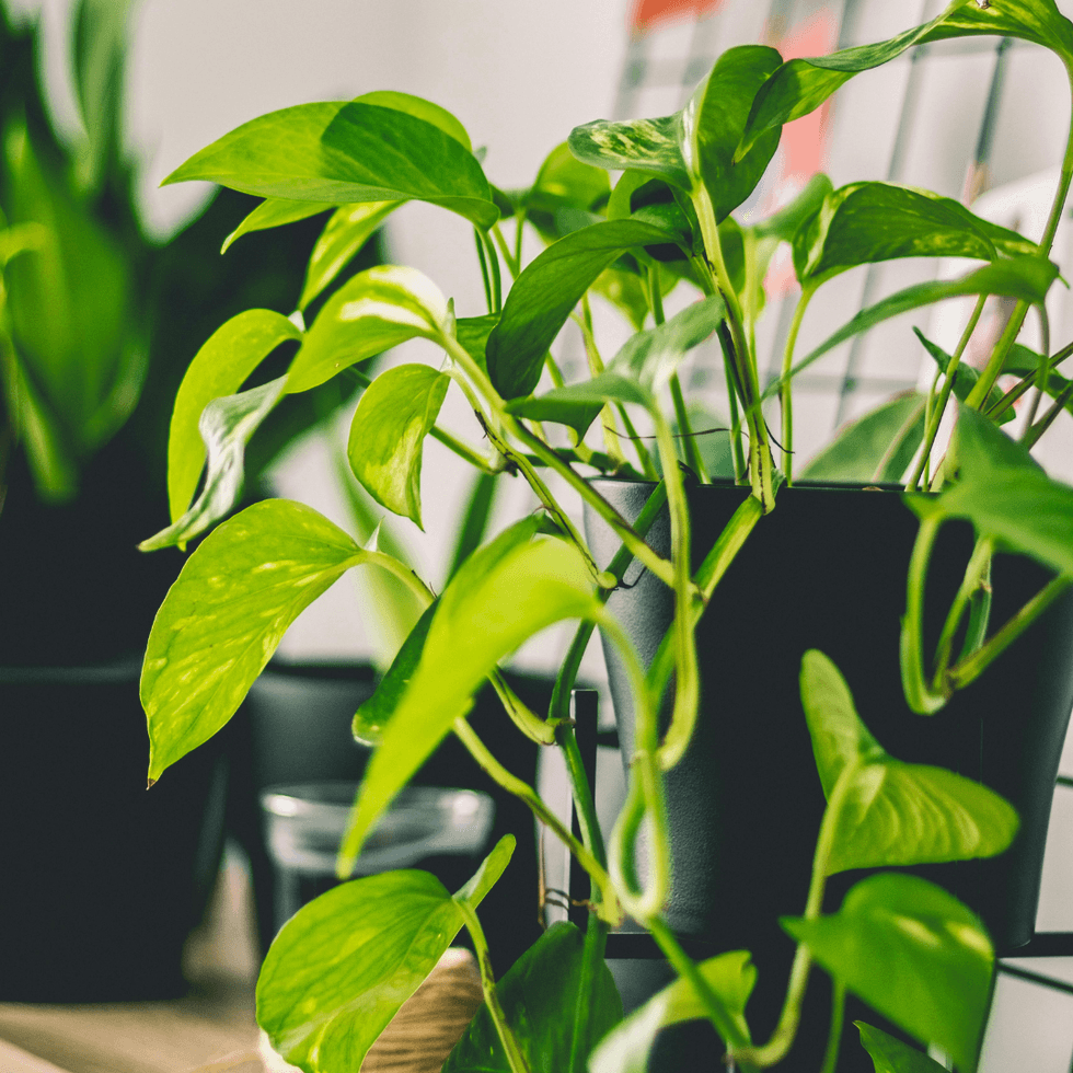 Pothos Plant