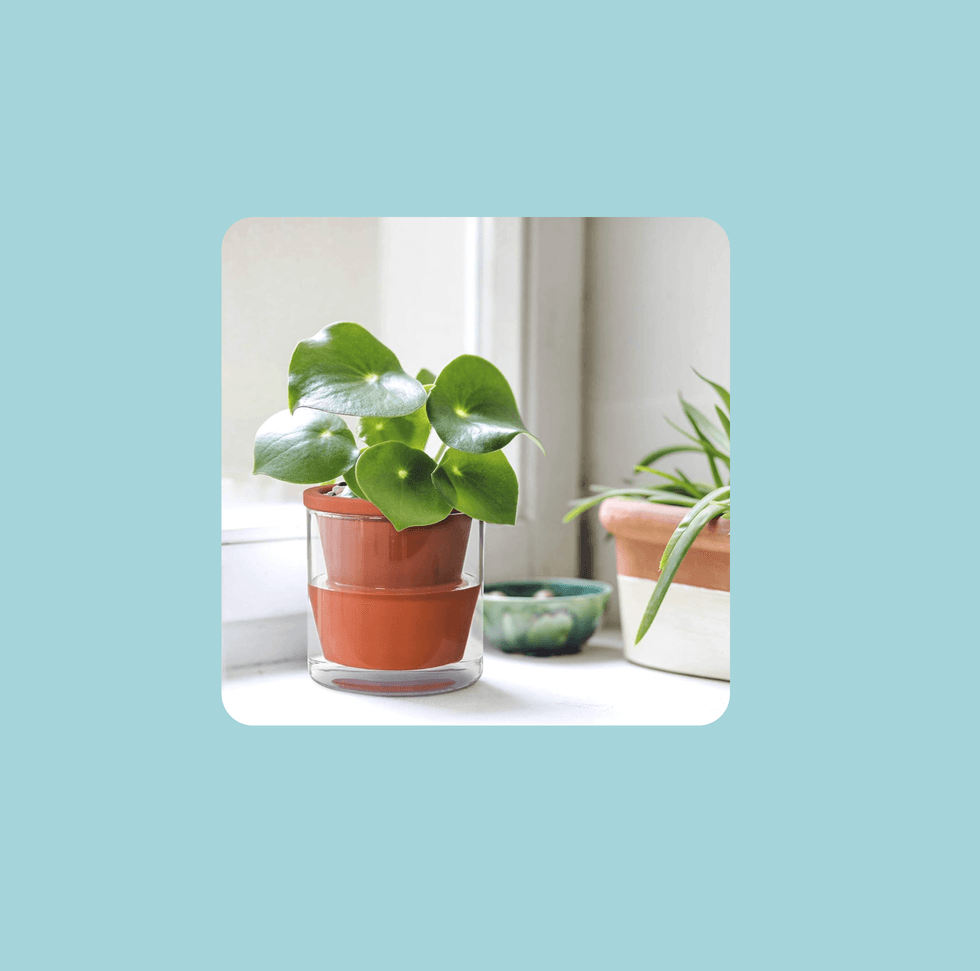 Potted plant with round leaves on a windowsill, surrounded by more plants, blue background.