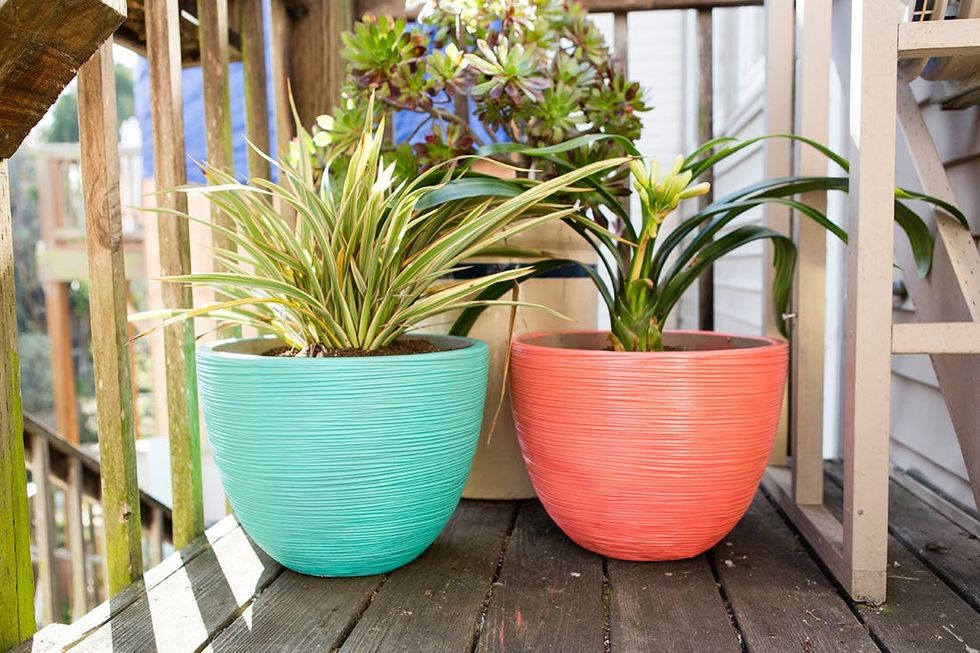 Potted-Plants