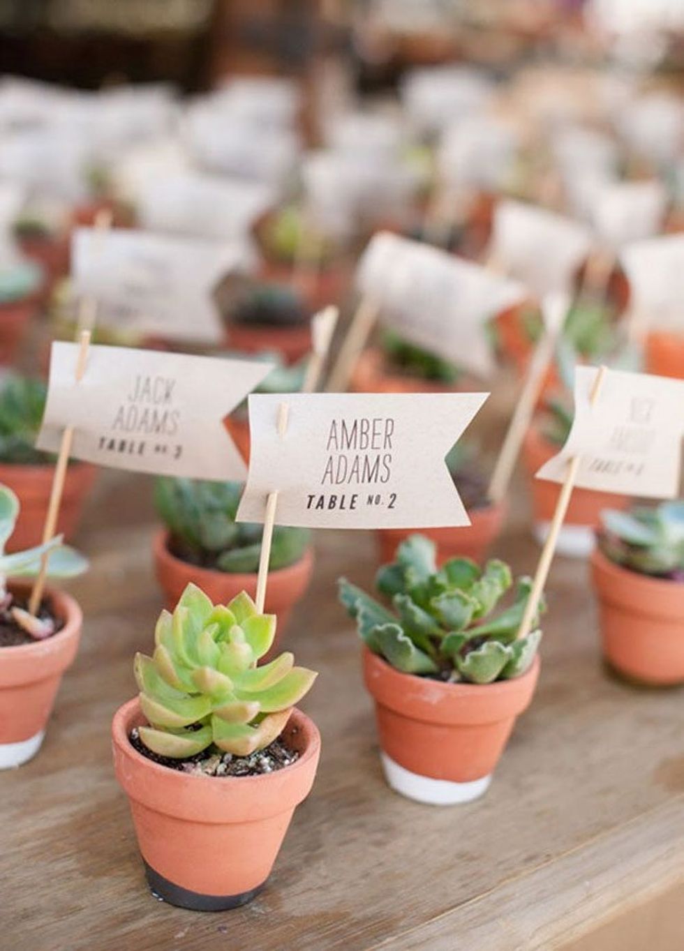 Potted Succulent Escort Card