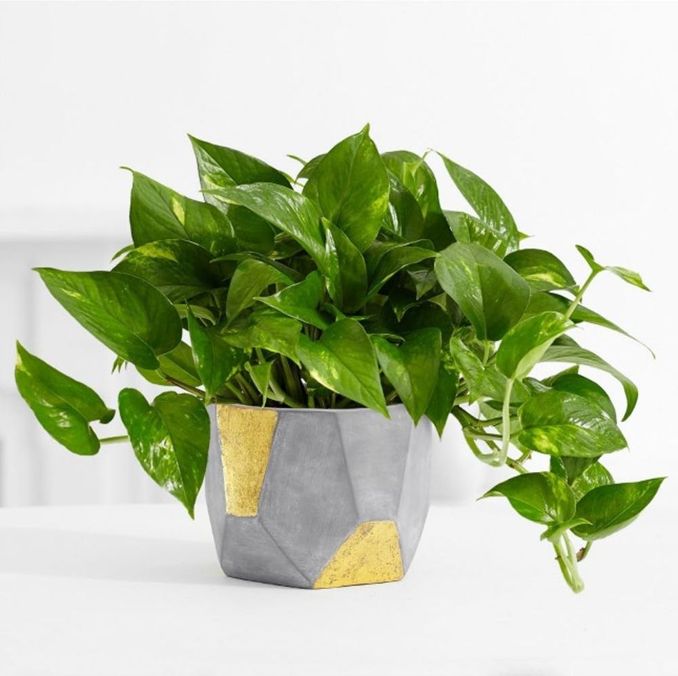 Pro Plants: Breathe Happier Collection
