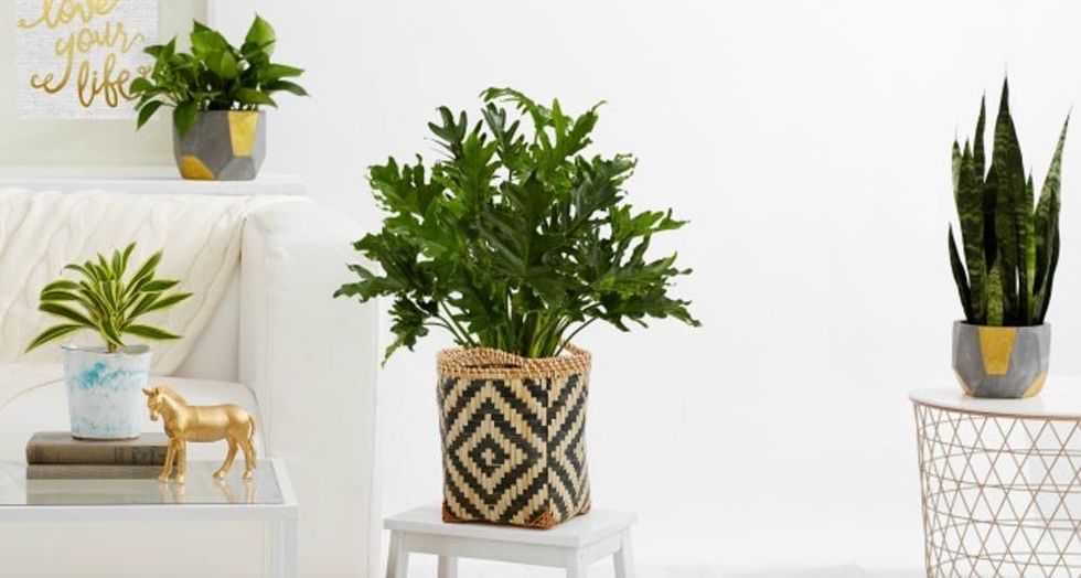 Pro Plants: Breathe Happier