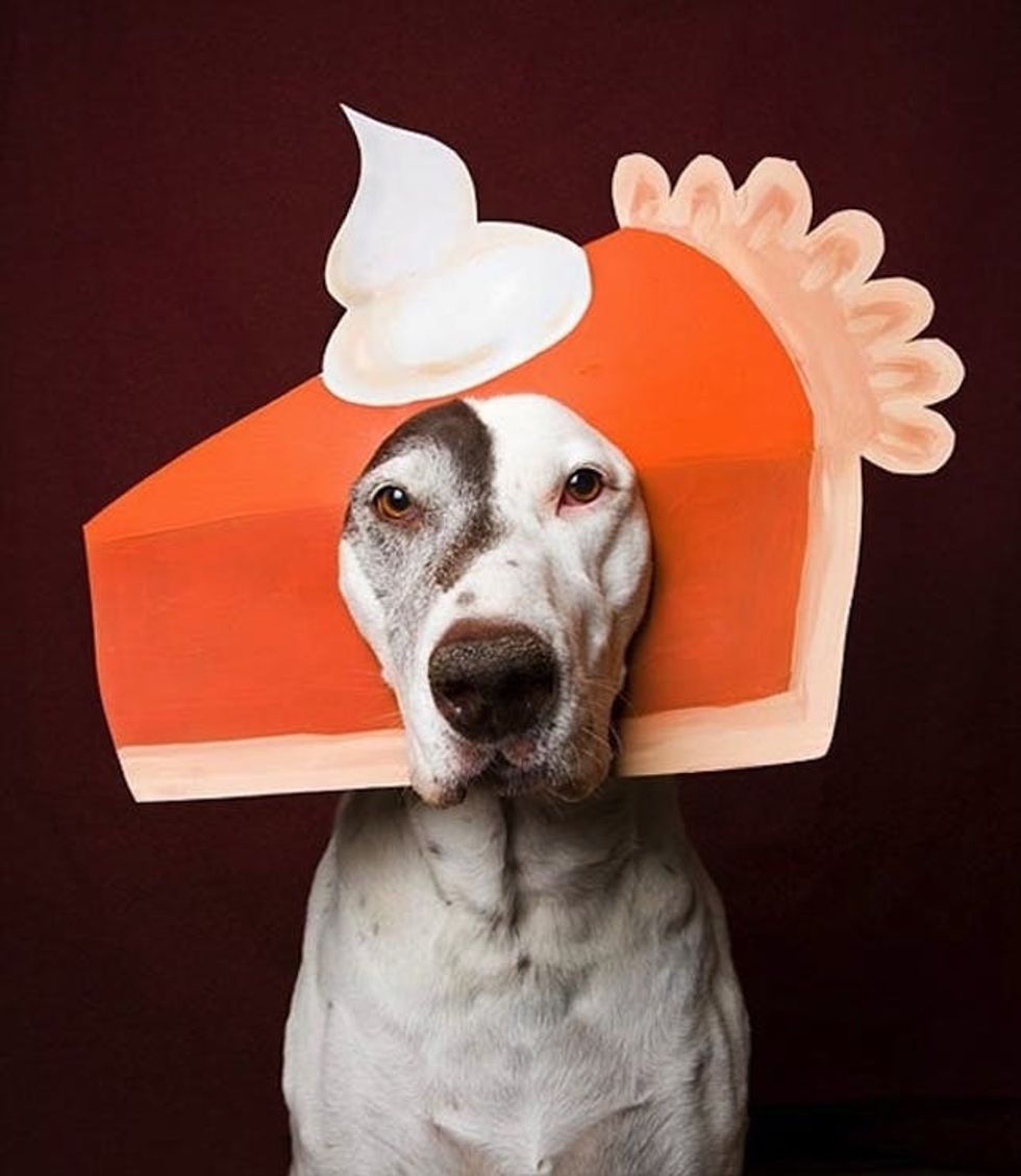 pumpkin pie costume