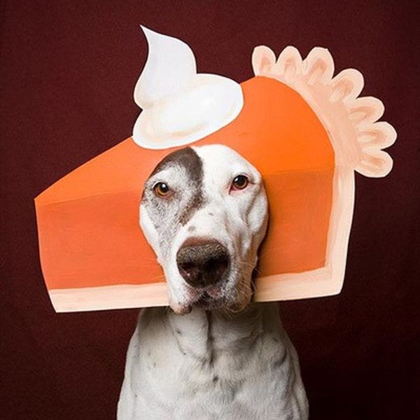 pumpkin pie pet halloween costume for dogs