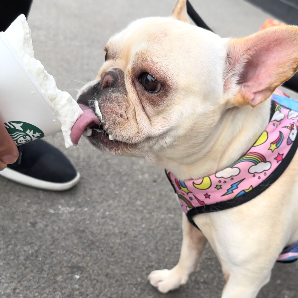 puppuccino dog safety tips