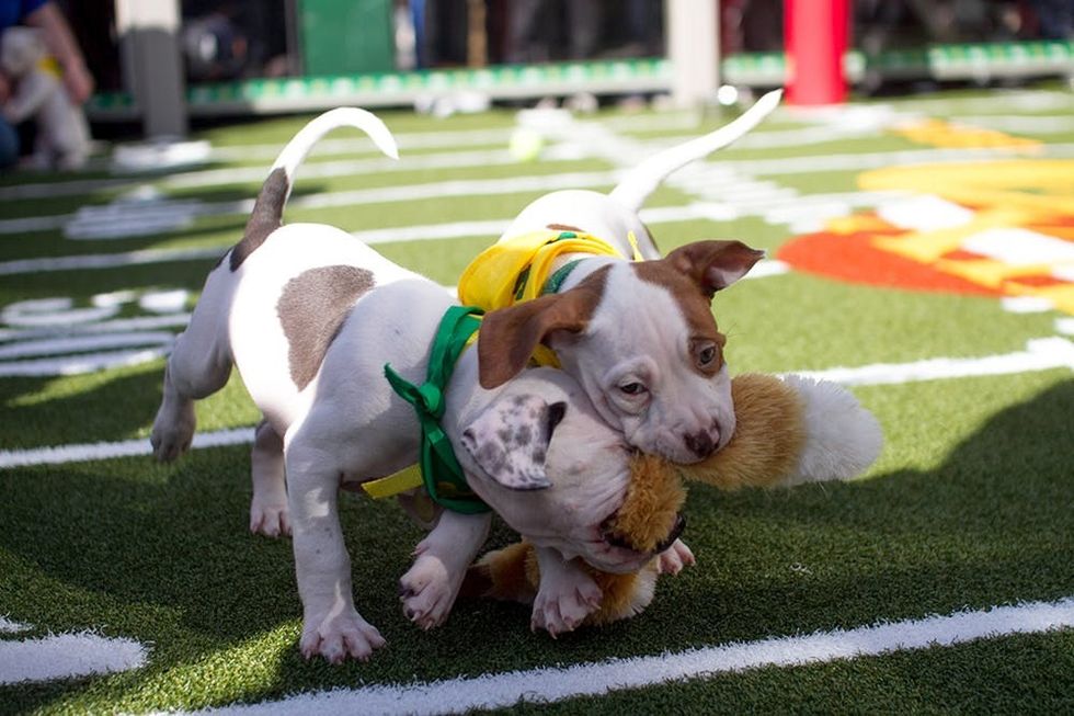 puppy bowl 6