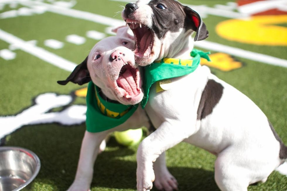 puppy bowl 7
