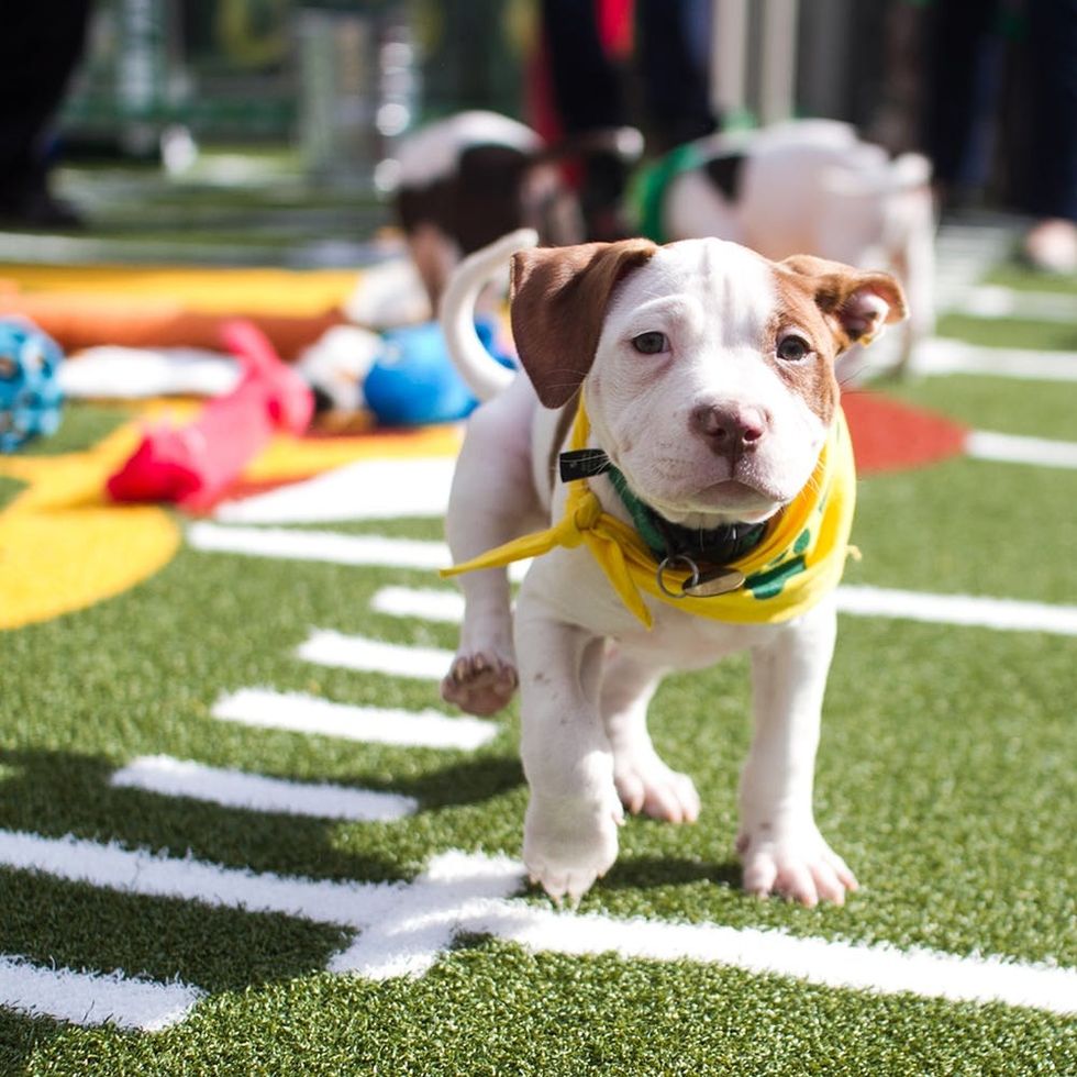 puppy bowl