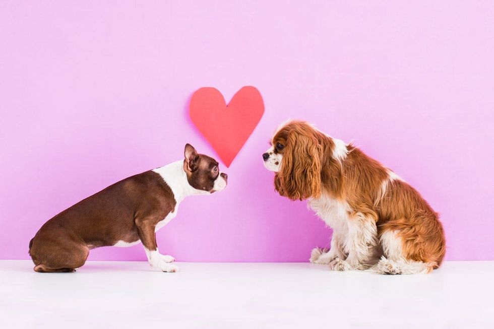 Puppy-Love-Fell-in-Love