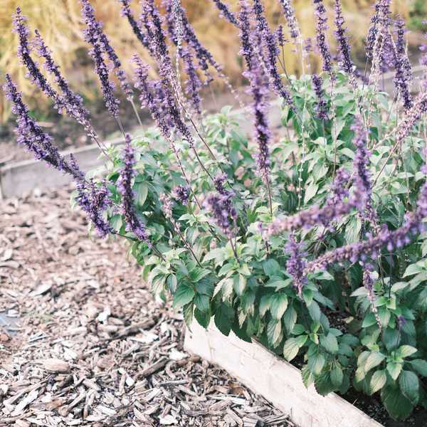 Purple flowering plant in a wooden garden bed with bark mulch.