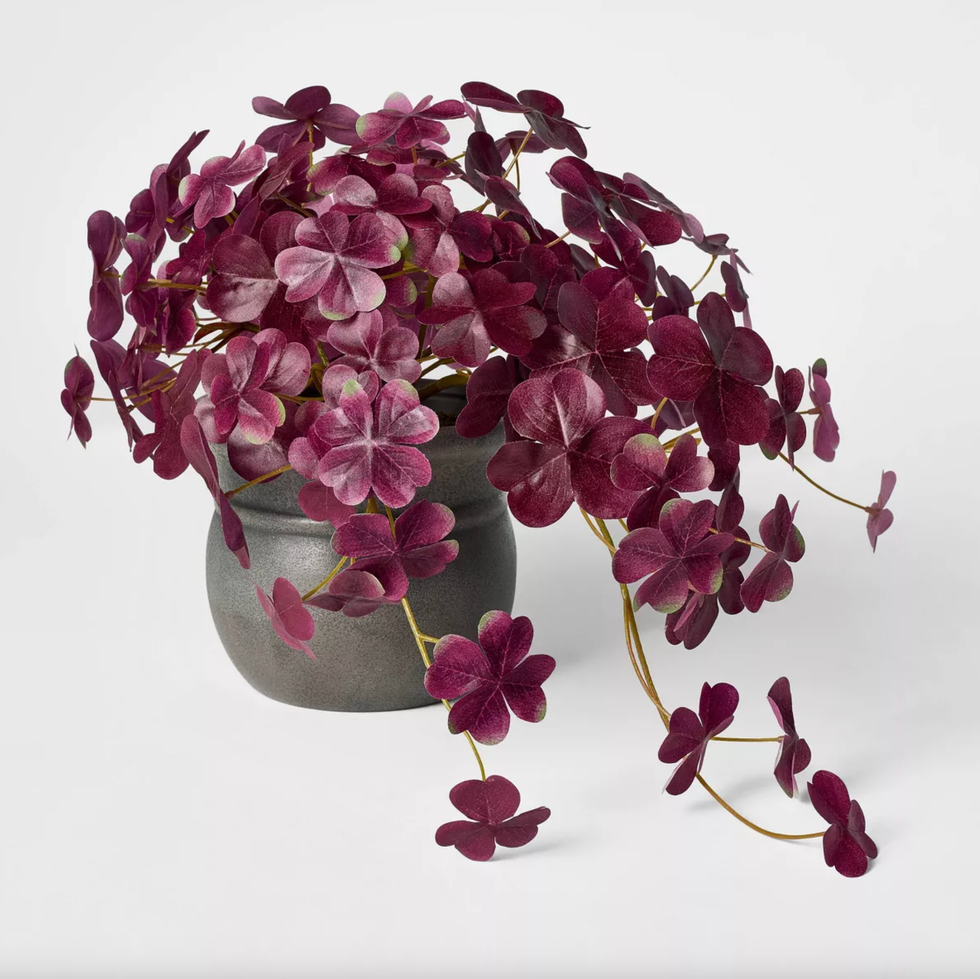 Purple shamrock plant in a gray pot on a white background.