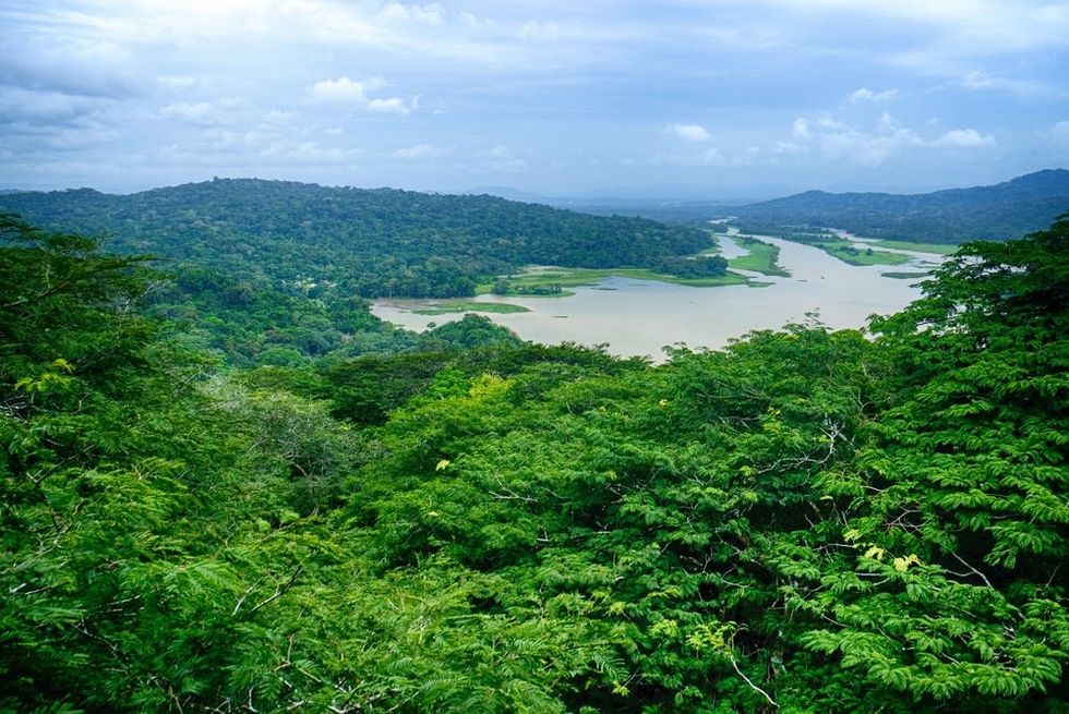 Rainforest in Gamboa, Panama