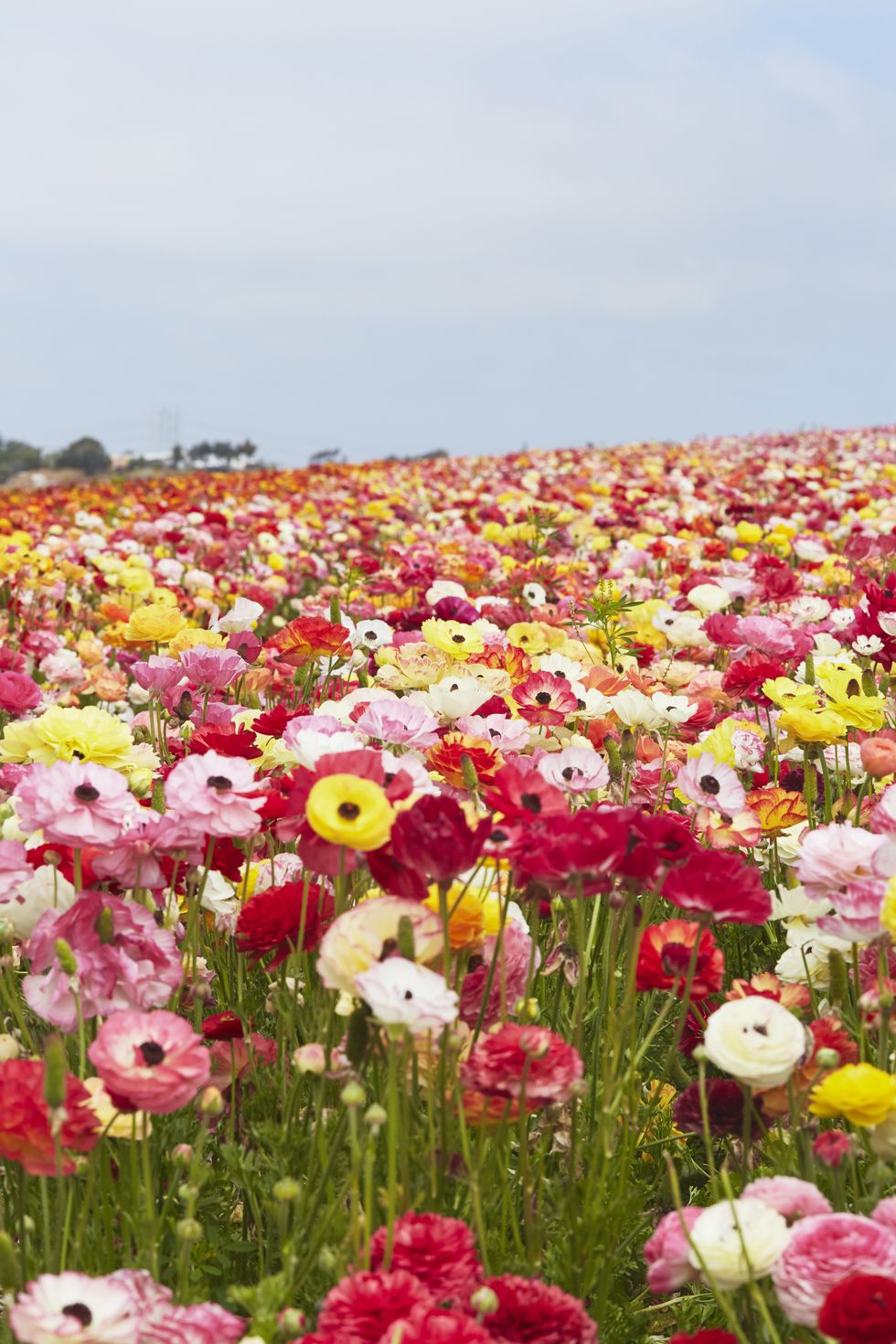 ranunculus flower field