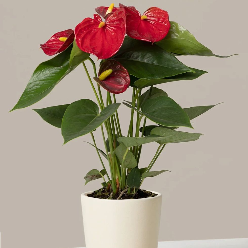 Red Anthurium