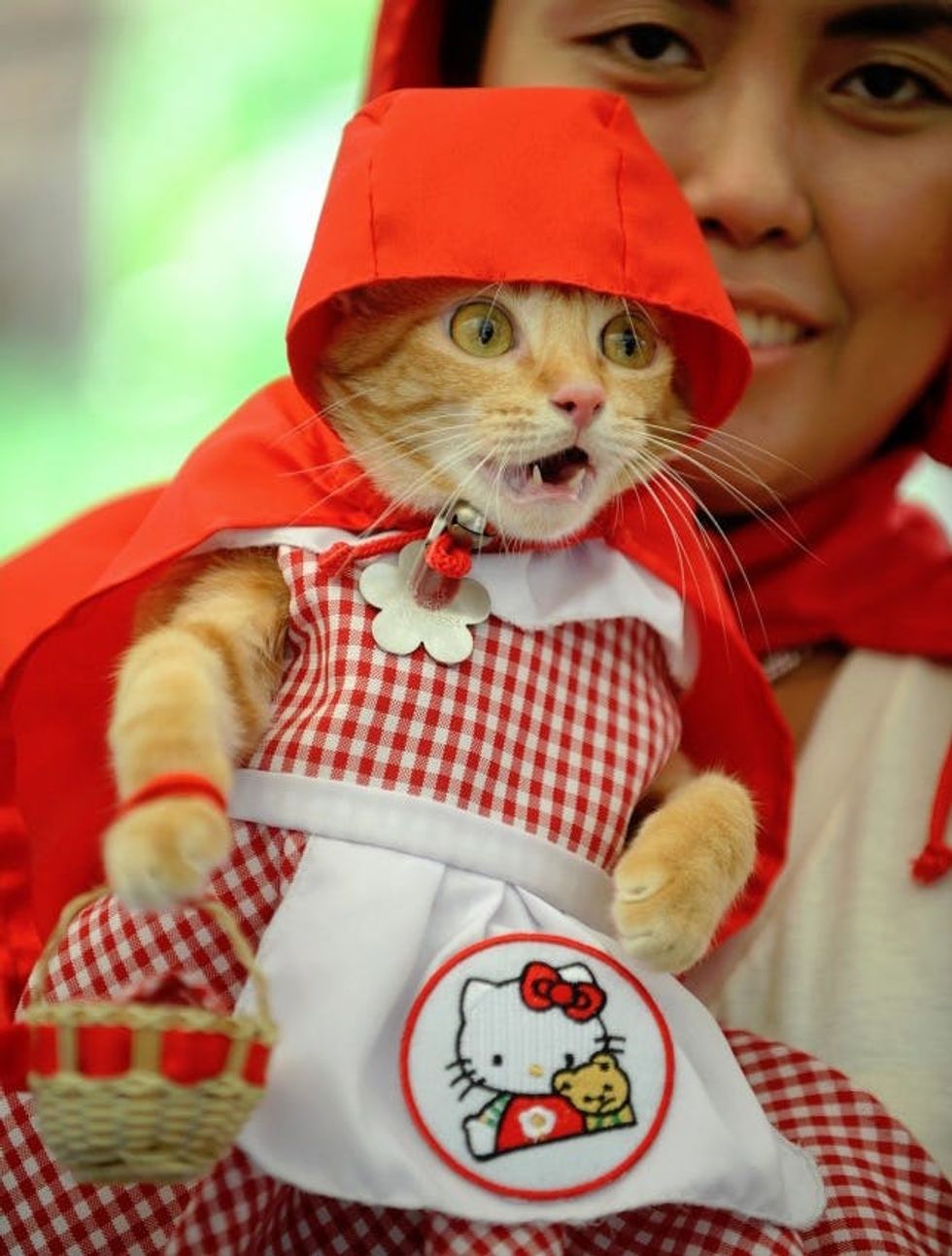 red riding hood cat costume
