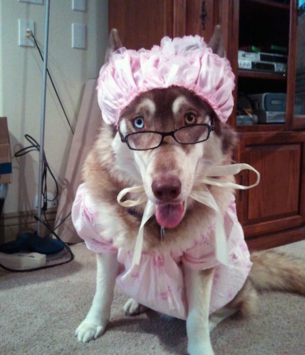 red riding hood dog costume