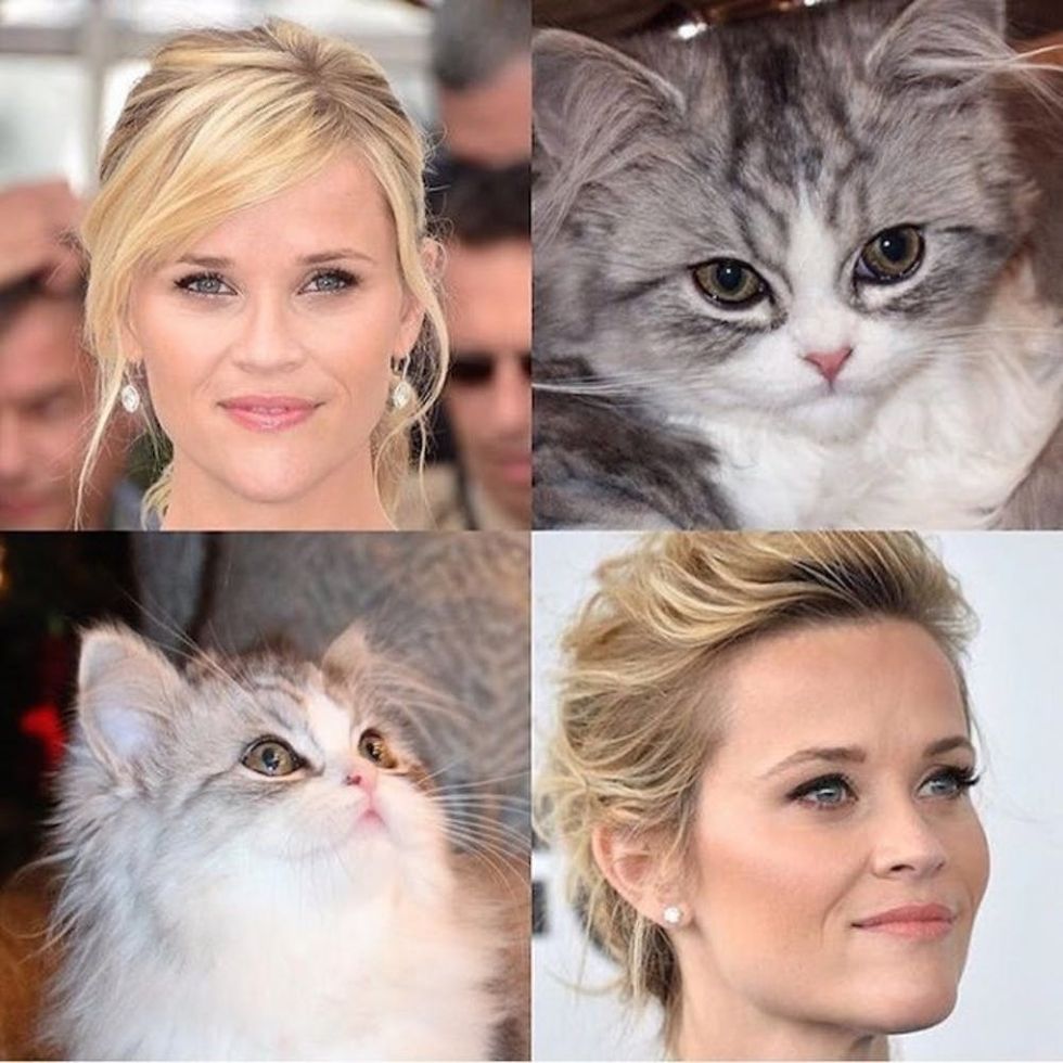 reese cat
