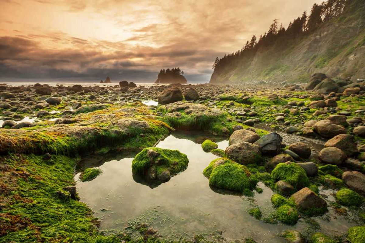 Rocky shoreline with green moss at sunset, serene sky, and distant sea stacks.