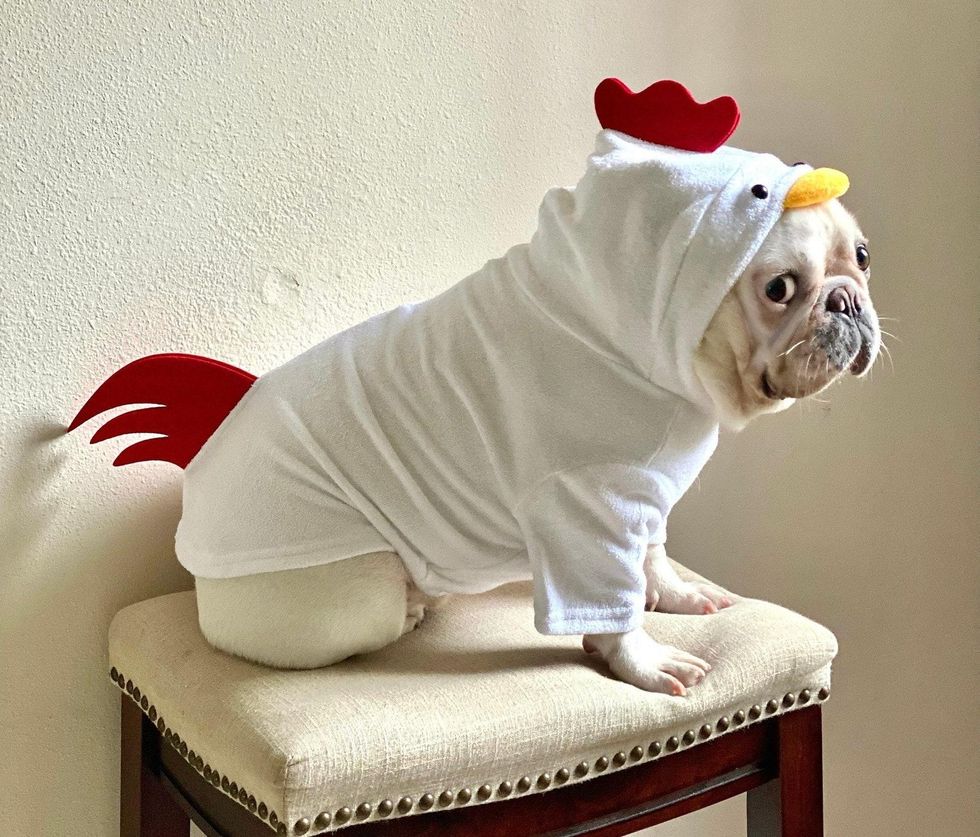 rooster halloween costume for pets