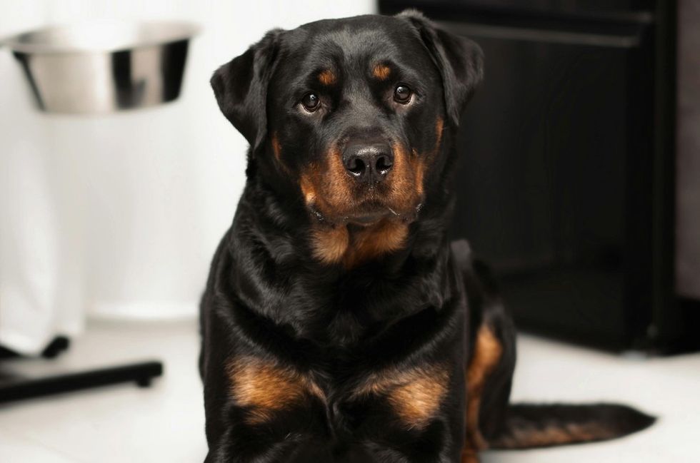 Rottweiler
