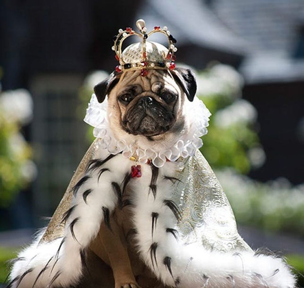 royal dog costume