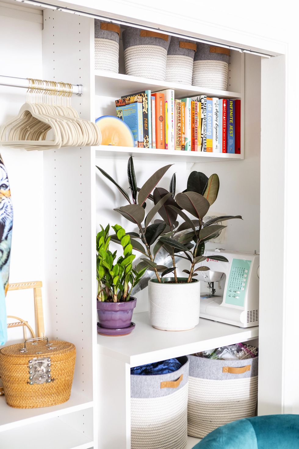 rubber tree plant closet storage