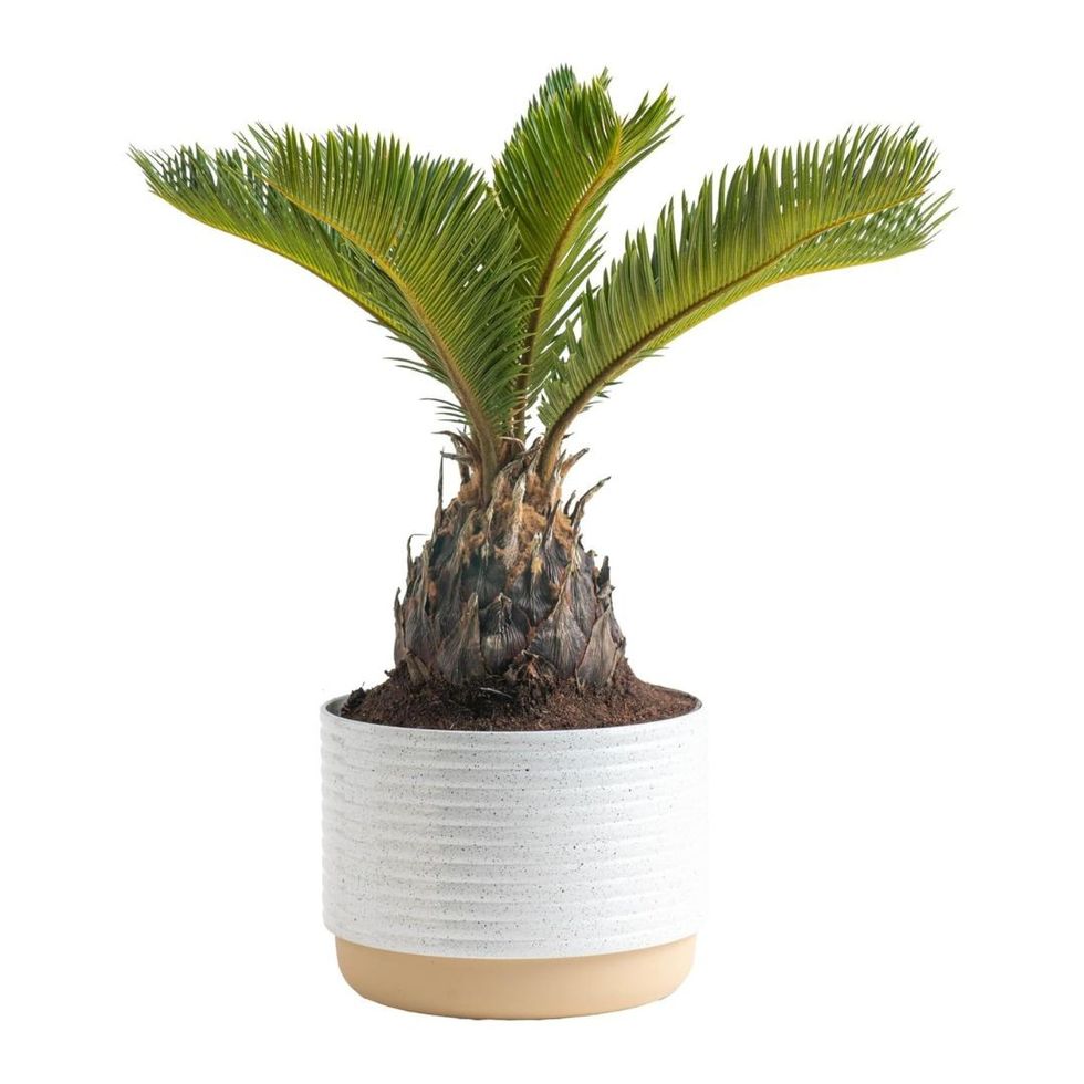 Sago Palm
