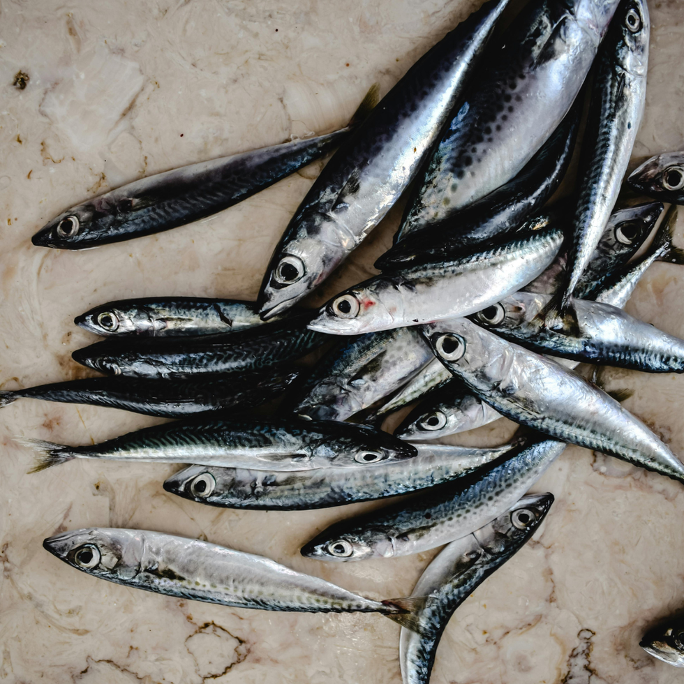 Sardines