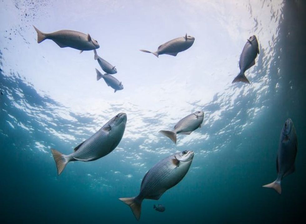 School of fish swimming