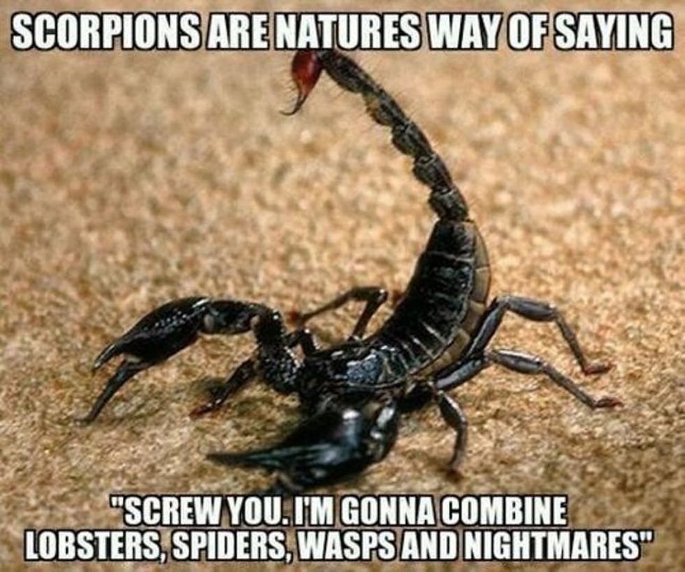 scorpions meme