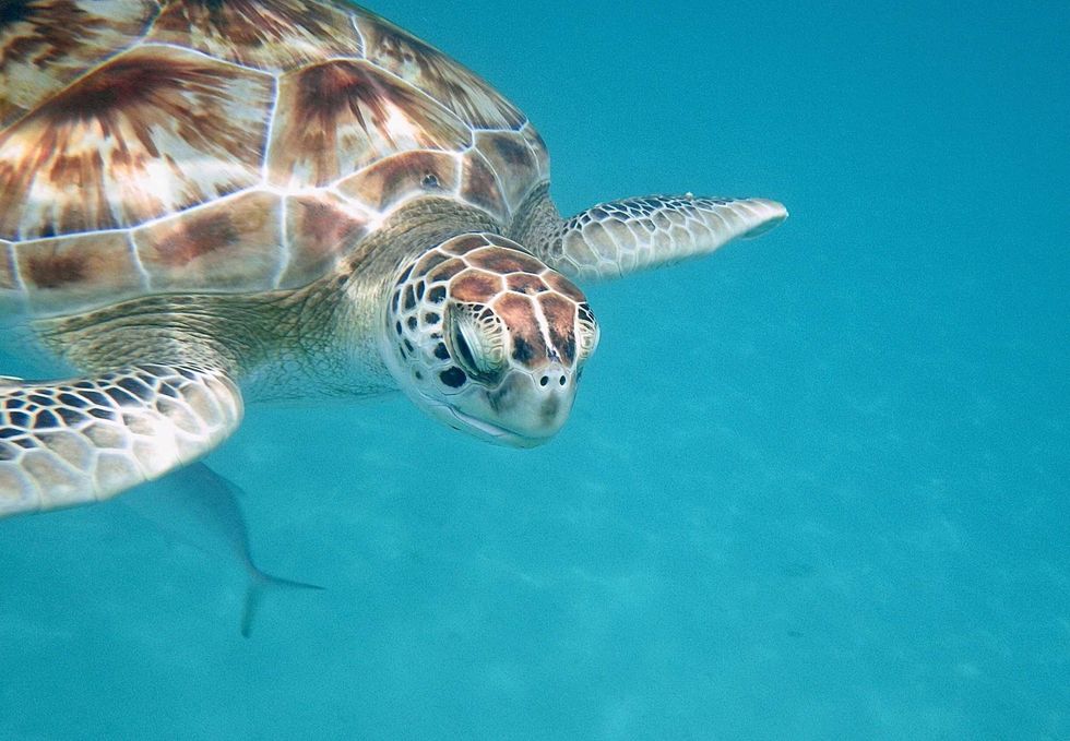 Sea turtle swimming underwater in clear, blue ocean.