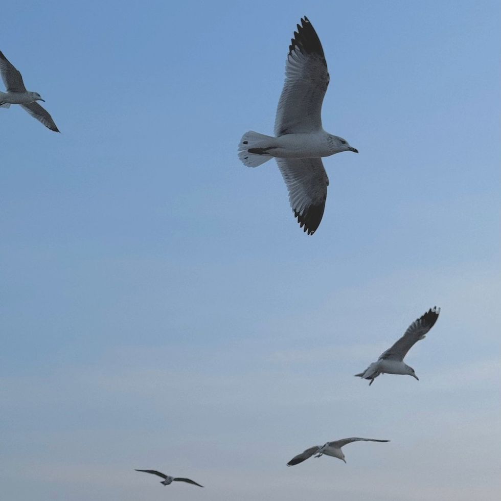 seagulls flying