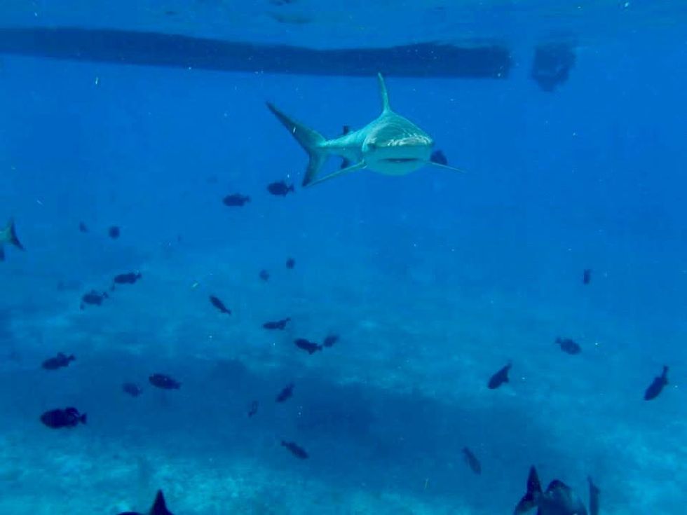 shark in caribbean