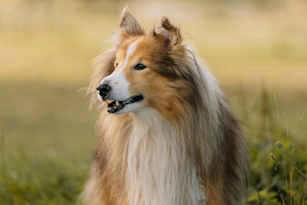 Shetland Sheepdog