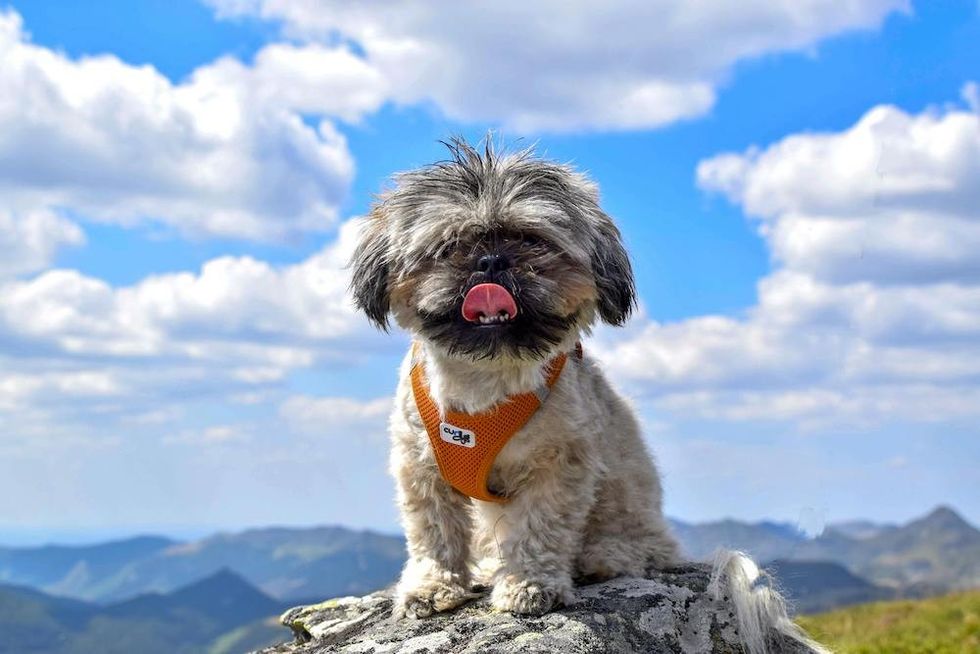 shih tzu sitting on a rock in the mountains