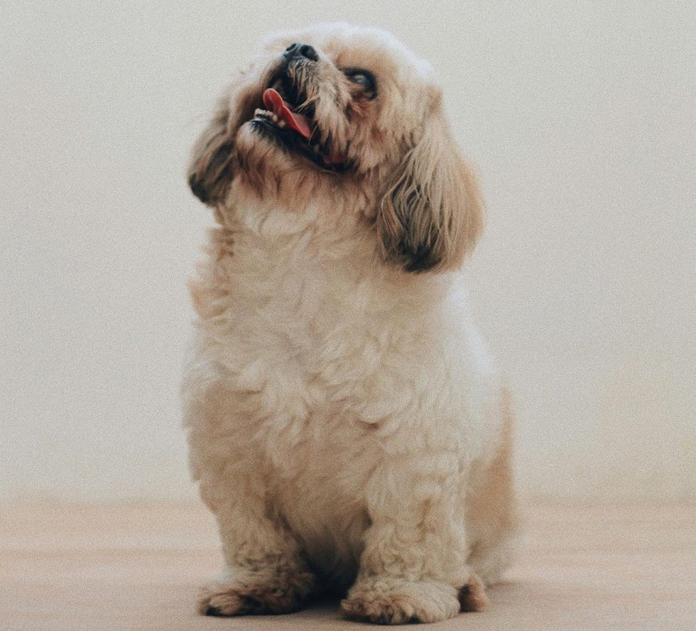 Shih Tzu