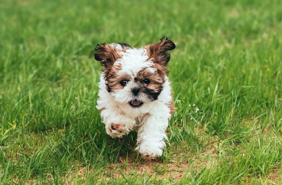 Shih Tzu