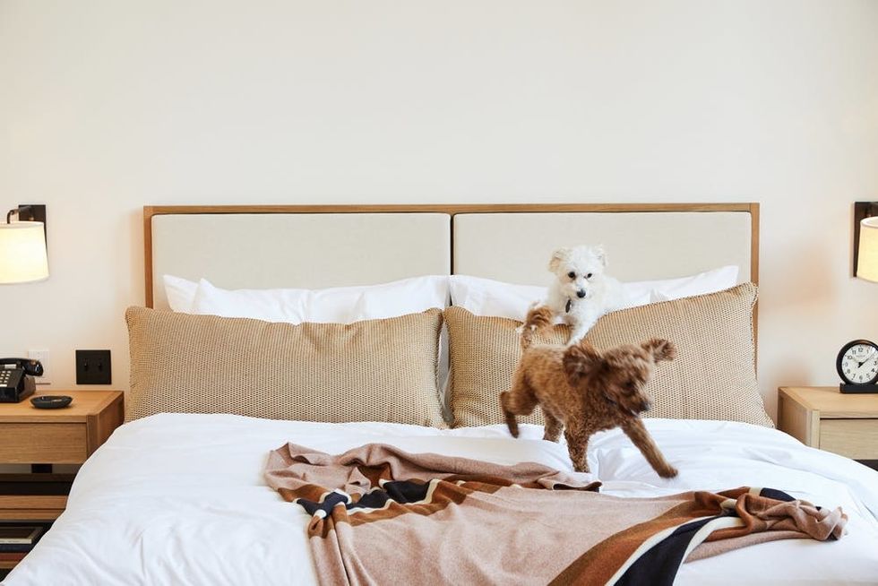 The 9 Most PetFriendly Hotels in the US Brit + Co