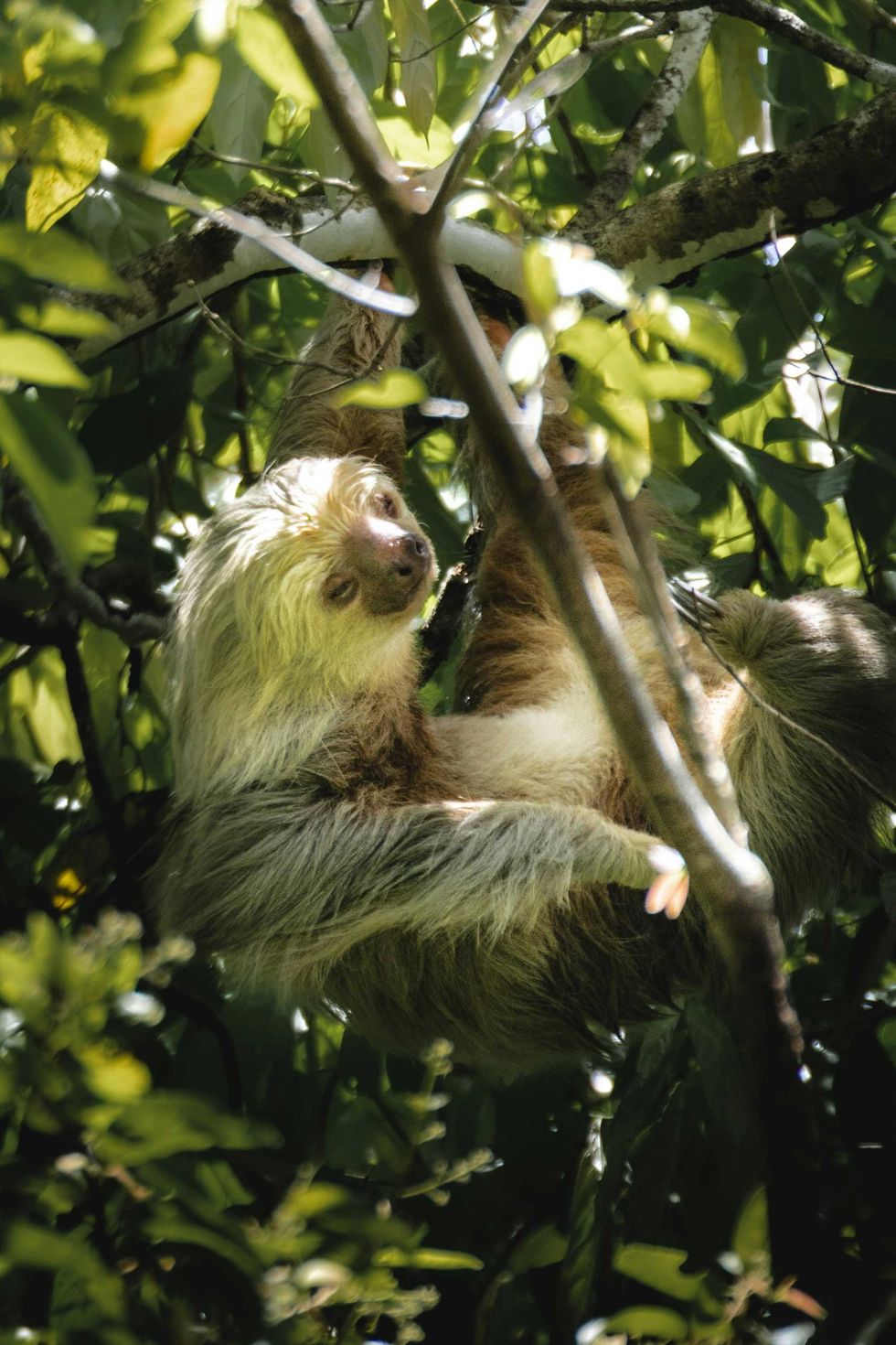 Sloth hanging in a tree, surrounded by lush green leaves.