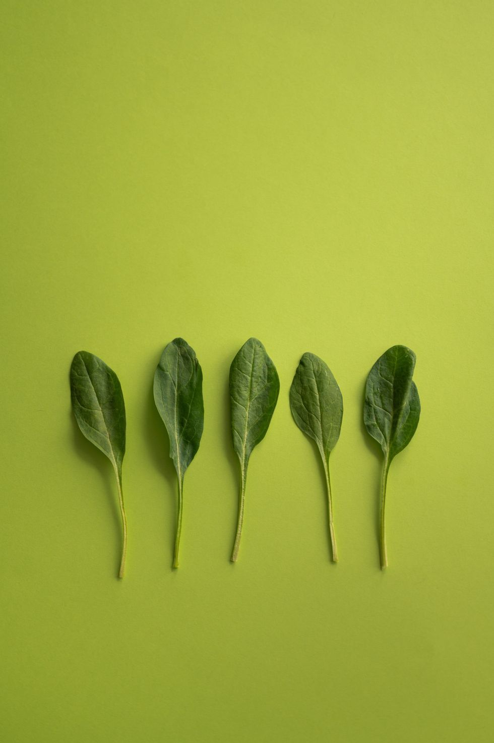 spinach leaves next to each other on a green background