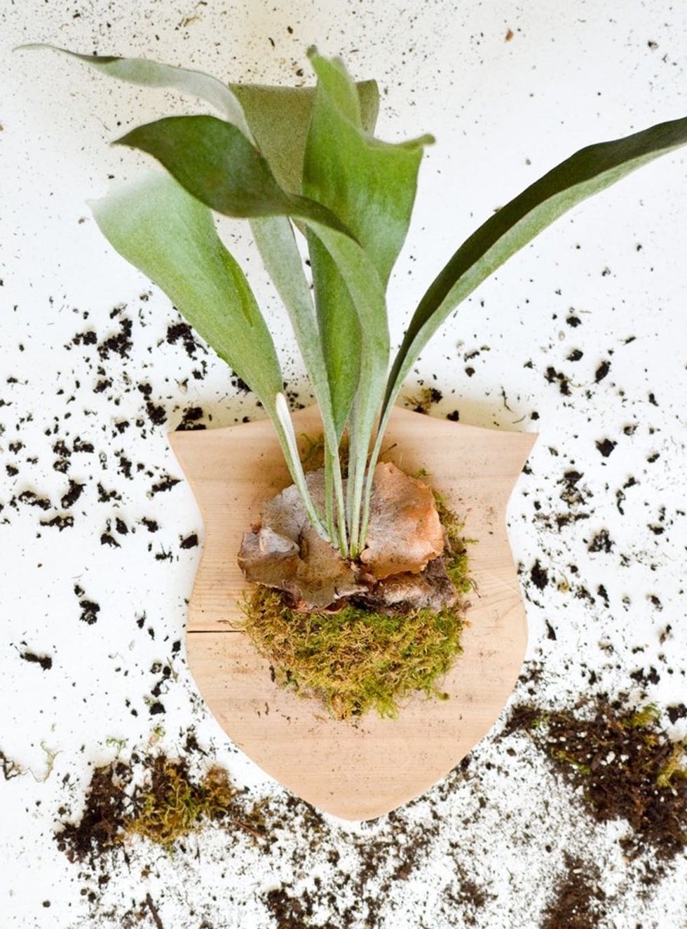 Staghorn Fern