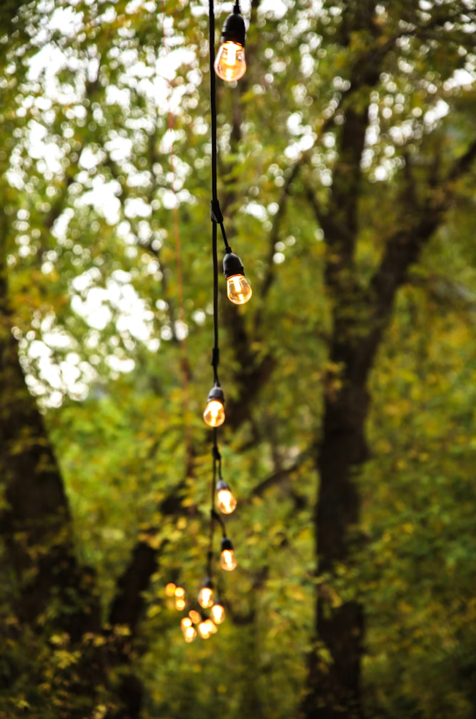 String lights hanging among green trees.