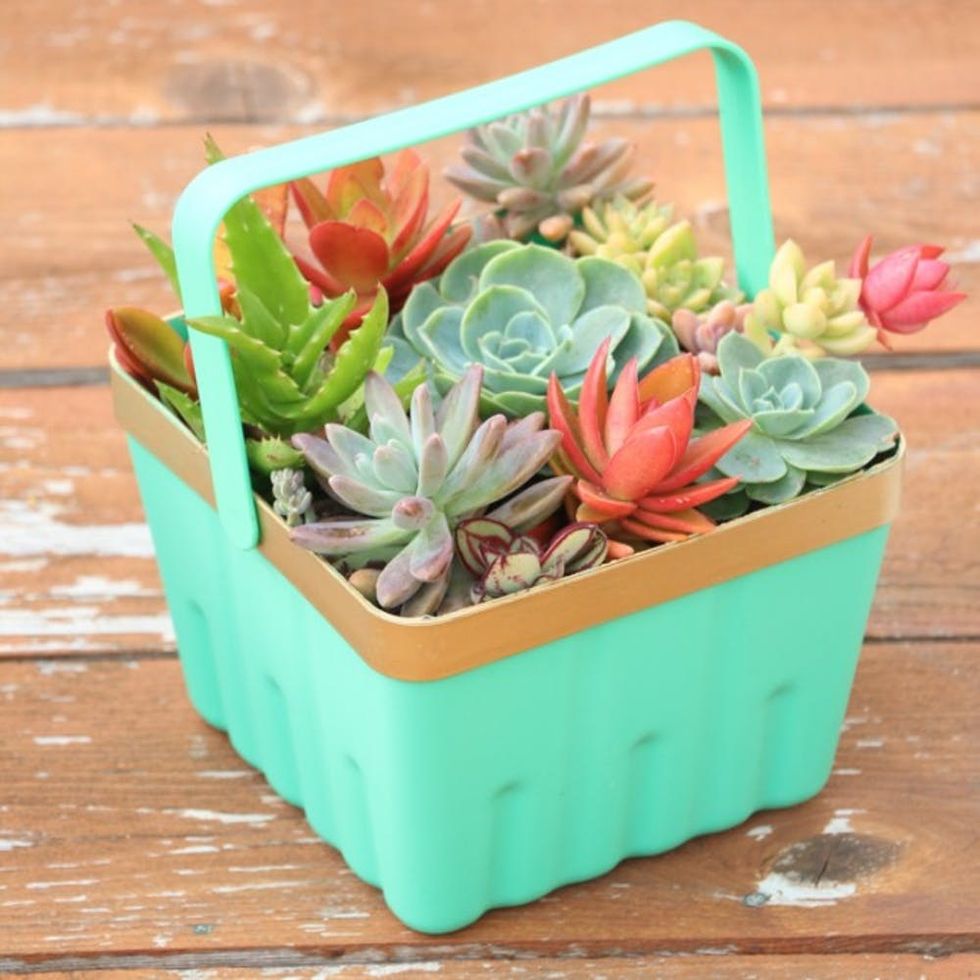 Succulent-Berry-Basket