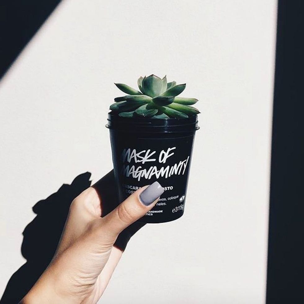 Succulent in a Lush Cosmetics black container
